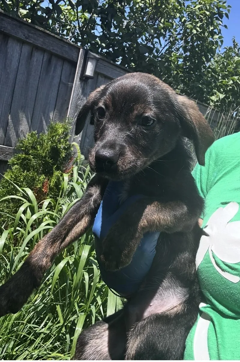 A baby medium-sized male Retriever dog named Lion O for adoption in Wonder Lake, IL