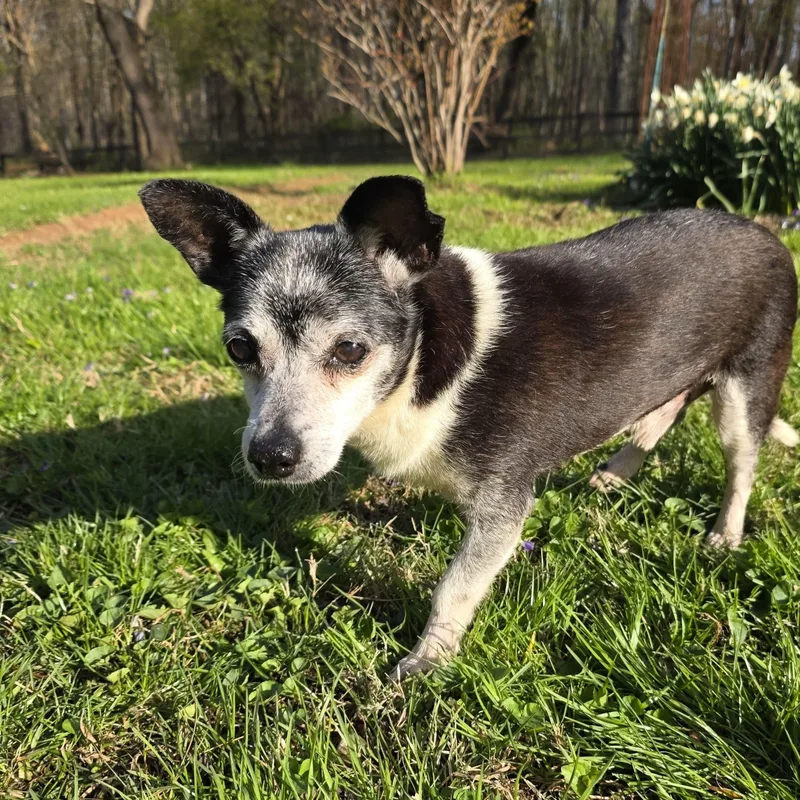 A senior small-sized male Black Chihuahua dog named Elvis for adoption in Baldwin, MD