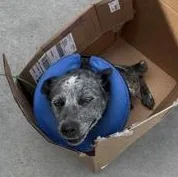 An adult medium-sized female Black Australian Cattle Dog / Blue Heeler dog named Luna for adoption in Liverpool, TX