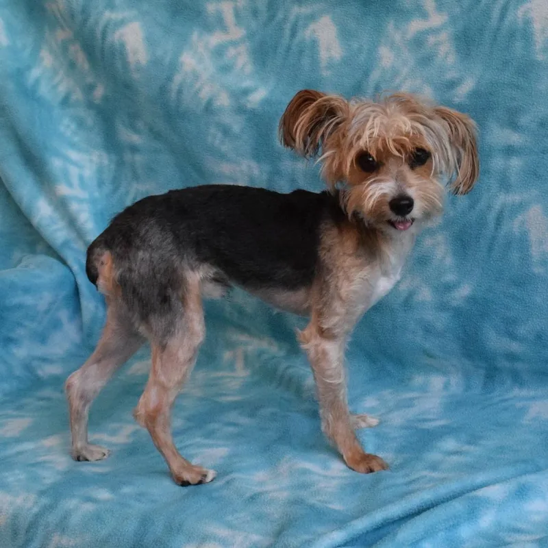 An adult small-sized male Brown / Chocolate Yorkshire Terrier dog named Franklin for adoption in Eureka, CA