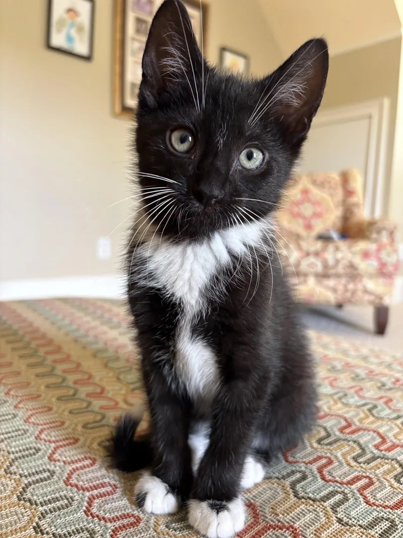 A young medium-sized male Domestic Short Hair cat named Riverbanks for adoption in Camden, SC