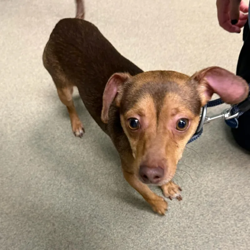 An adult small-sized male Brown / Chocolate Mixed Breed dog named Archer for adoption in Waukesha, WI