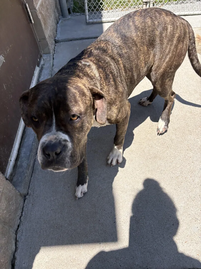 A young medium-sized female Brindle Boxer dog named Malibu for adoption in Ashland, VA