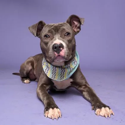 An adult medium-sized female Mixed Breed dog named Venue for adoption in Atlanta, GA