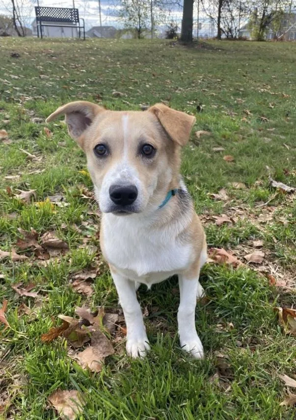 A young medium-sized female Golden Mixed Breed dog named Connie for adoption in Elyria, OH