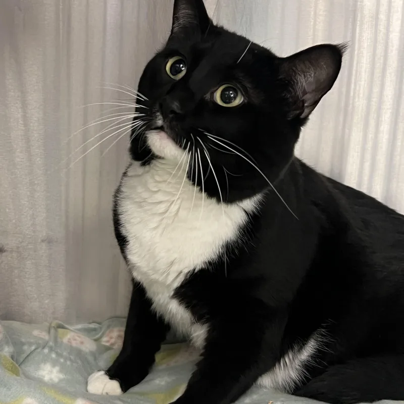 An adult large-sized male Domestic Short Hair cat named Milli for adoption in Mount Pleasant, MI