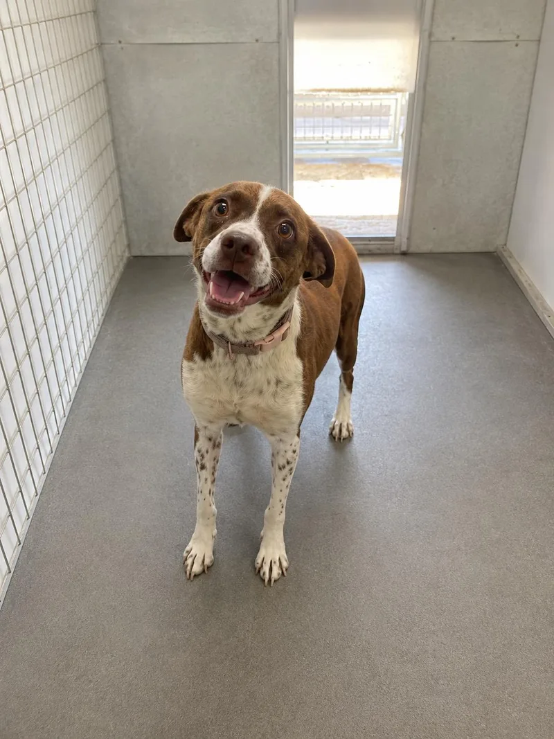 An adult medium-sized female Brown / Chocolate Brittany Spaniel dog named Coco for adoption in Lordsburg, NM