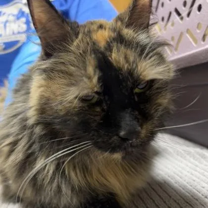 An adult medium-sized female Domestic Short Hair cat named Charlotte for adoption in Merriam, KS