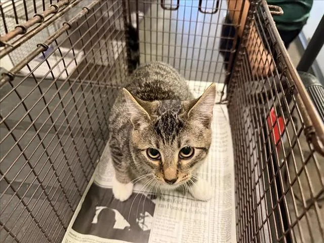 A young small-sized male Domestic Short Hair cat named Soruyo for adoption in Los Angeles, CA