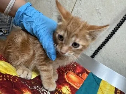 A baby small-sized male Domestic Short Hair cat named O`io for adoption in Honolulu, HI