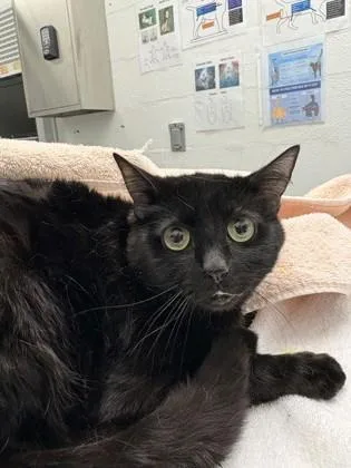 An adult small-sized female Domestic Short Hair cat named Venus for adoption in Seattle, WA