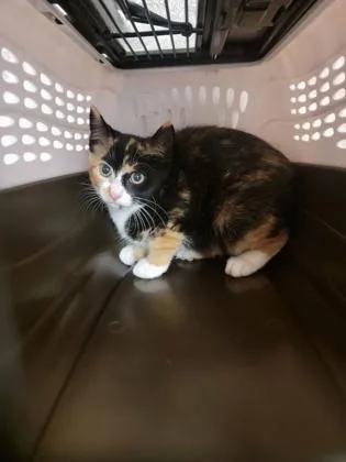 A baby small-sized female Domestic Short Hair cat named Beanie for adoption in Fergus Falls, MN