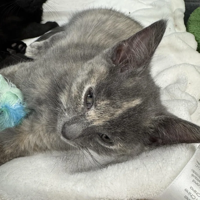 A baby medium-sized female Dilute Tortoiseshell Domestic Short Hair cat named Mari for adoption in Morris, MN