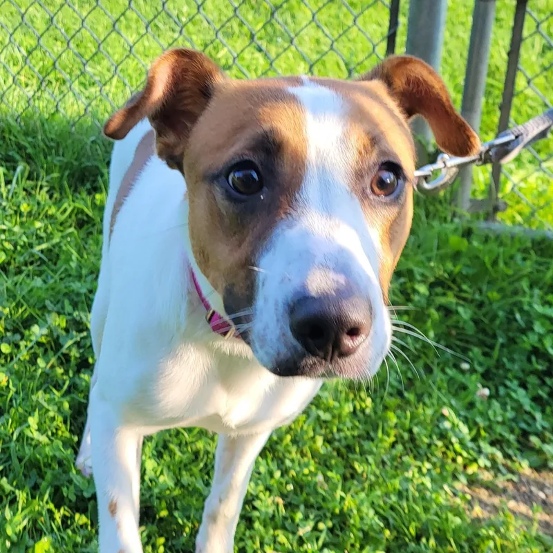 A baby medium-sized female White / Cream Hound dog named Digit for adoption in Grayslake, IL