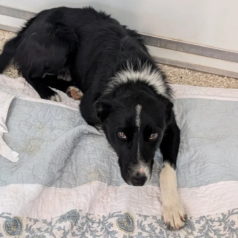 A young medium-sized male Black Border Collie dog named Spinner for adoption in Kanab, UT