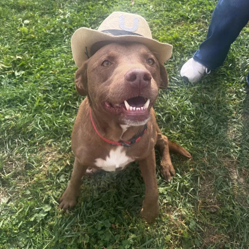 An adult large-sized male Brown / Chocolate Chocolate Labrador Retriever dog named Tonka for adoption in Delaware, OH