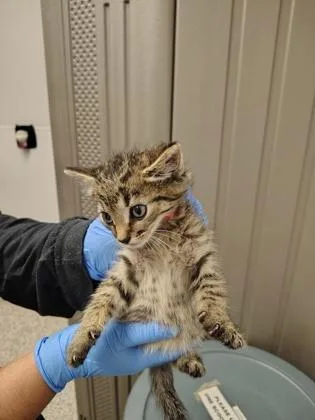 A baby small-sized male Domestic Short Hair cat named Redenbacher for adoption in Gastonia, NC