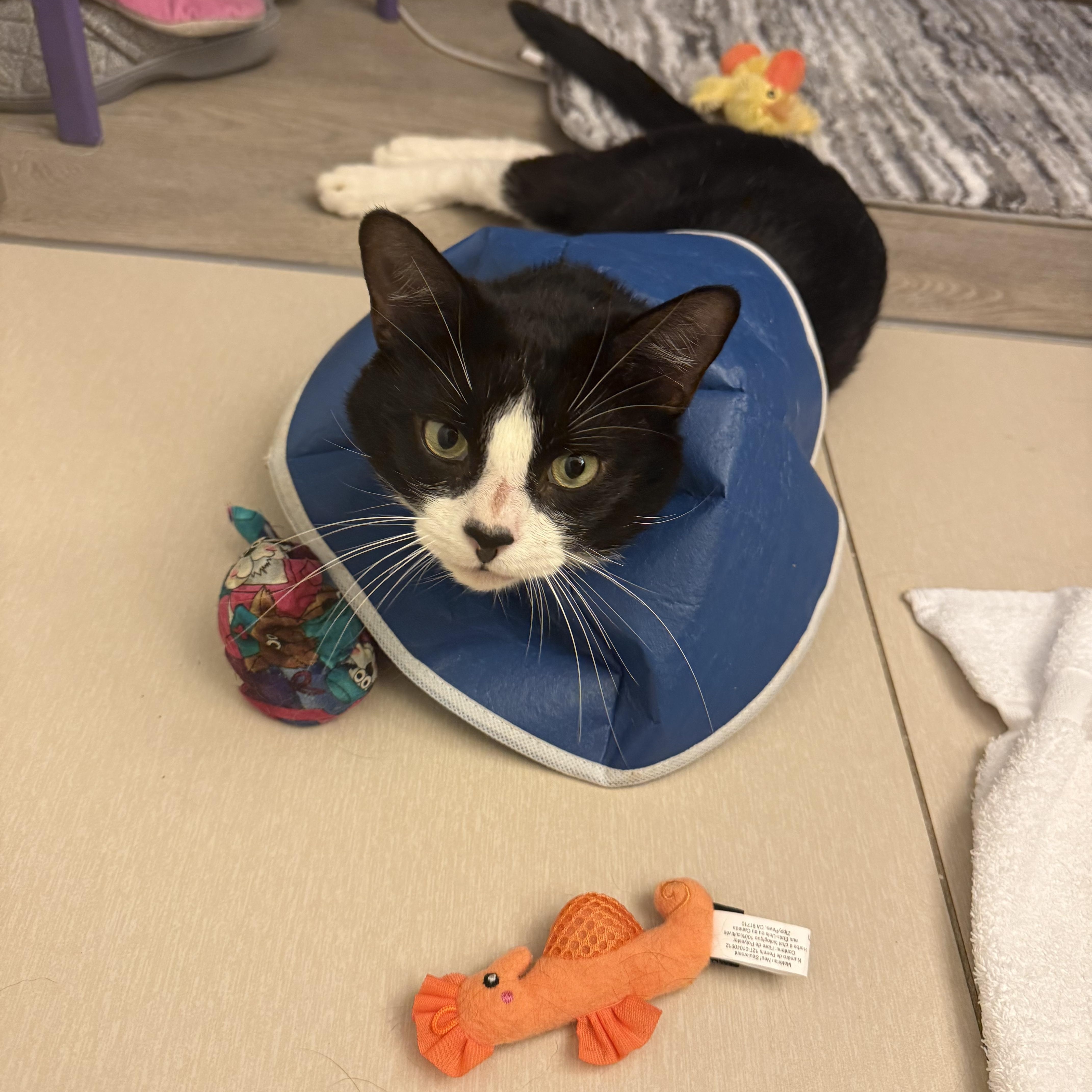A young medium-sized male Black & White / Tuxedo Domestic Short Hair cat named Milo for adoption in Beltsville, MD