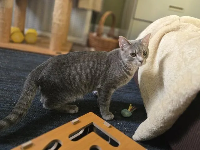 A baby medium-sized male Domestic Short Hair cat named Hide for adoption in Cincinnati, OH