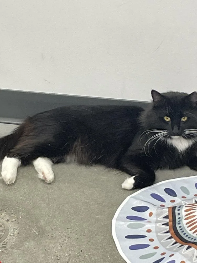 Skunk