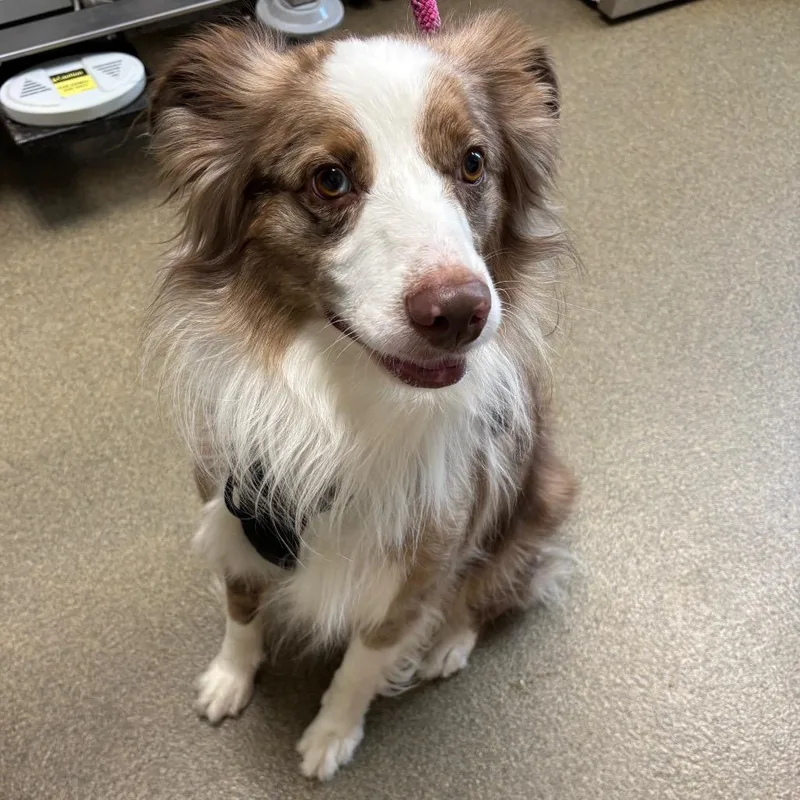 An adult medium-sized male Brown / Chocolate Australian Shepherd dog named Milo for adoption in Council Bluffs, IA