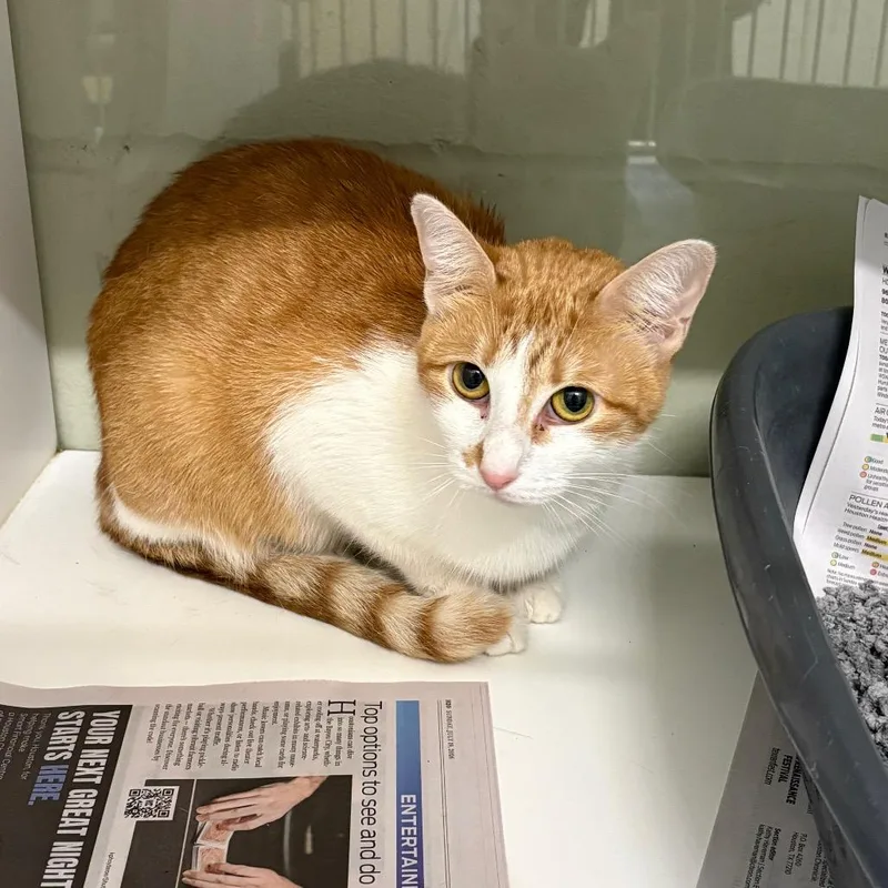 An adult medium-sized female Orange / Red Domestic Short Hair cat named Princess Peach for adoption in League City, TX