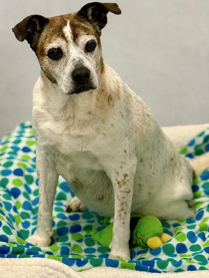 A senior medium-sized female Mixed Breed dog named Roxanne for adoption in Boca Raton, FL