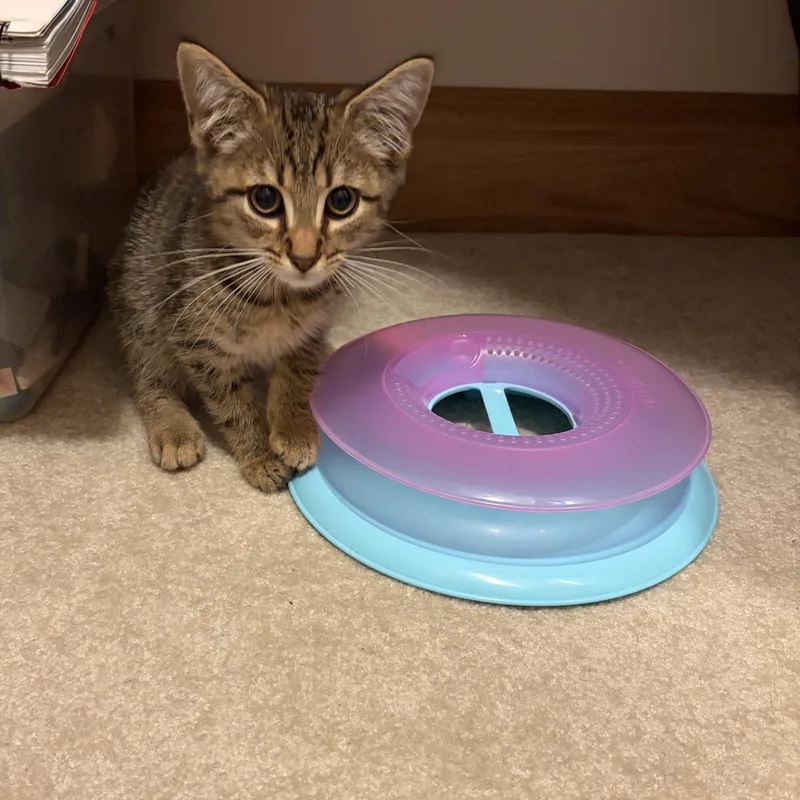 A baby medium-sized male Tabby (Buff / Tan / Fawn) Domestic Short Hair cat named Maple for adoption in Findlay, OH