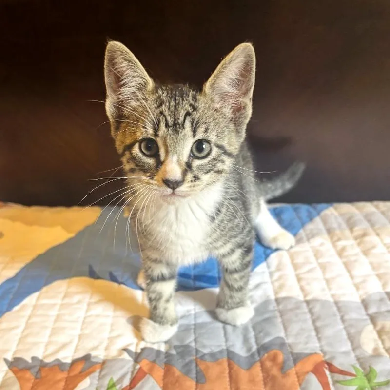 A baby small-sized female Gray / Blue / Silver Domestic Short Hair cat named Lita Ford for adoption in Brownsboro, AL