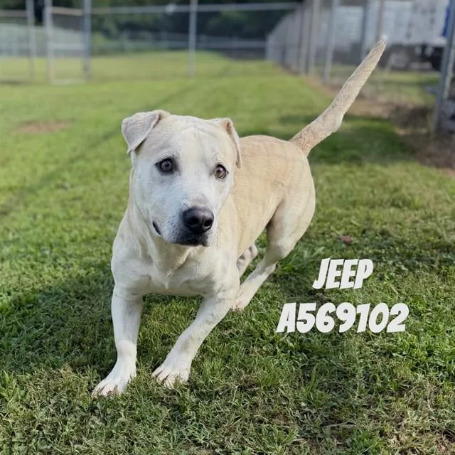 A young medium-sized male Pit Bull Terrier dog named Jeep for adoption in Huntsville, AL