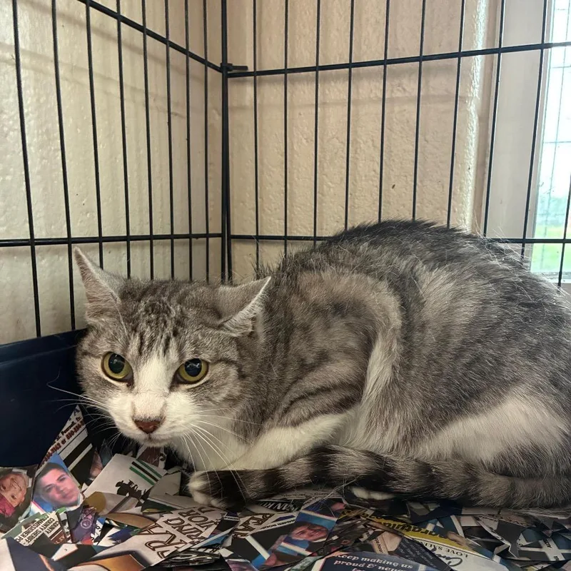An adult medium-sized male Gray / Blue / Silver Domestic Short Hair cat named Thin Mint for adoption in San Antonio, TX