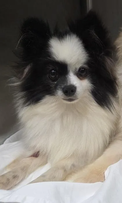 An adult small-sized female Pomeranian dog named Ember for adoption in Kinzers , PA