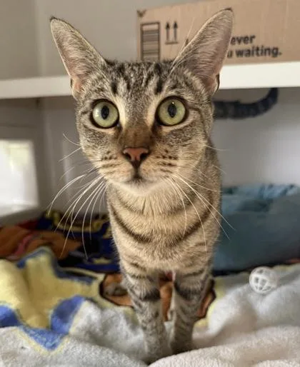 An adult small-sized female Domestic Short Hair cat named Amira for adoption in Honolulu, HI