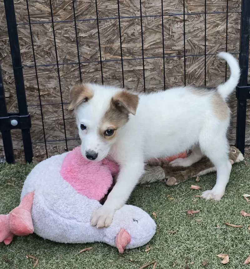 A baby medium-sized male Border Collie dog named Ron for adoption in Apache Junction, AZ