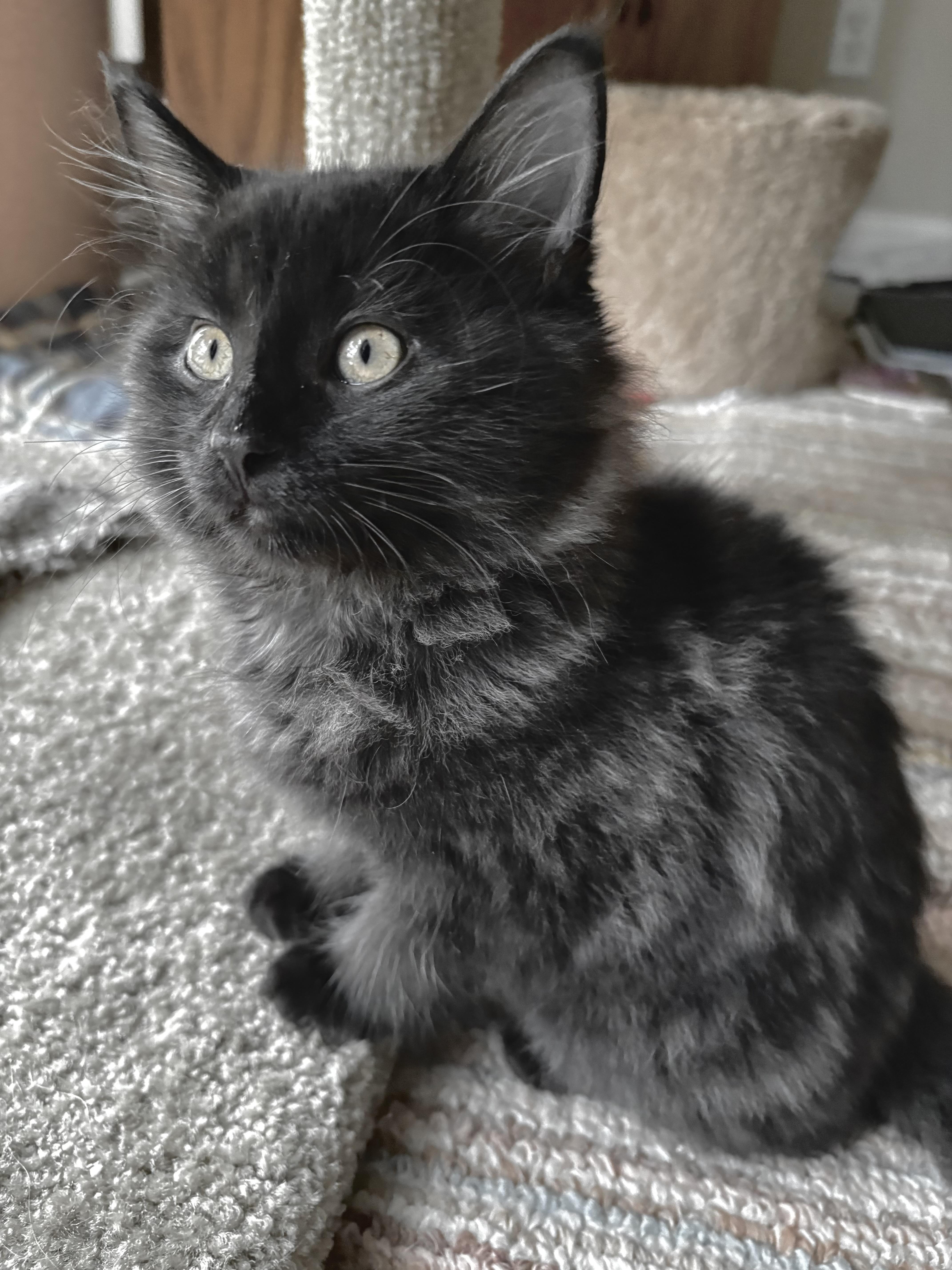 A baby medium-sized male Domestic Long Hair cat named Smoke for adoption in Crown Point, IN