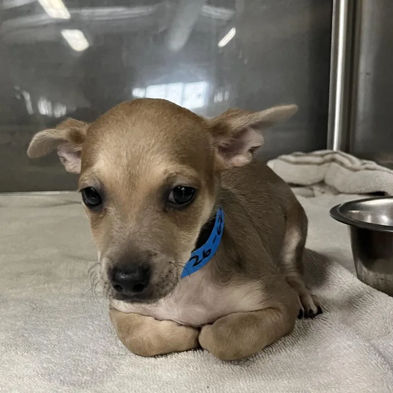 A young small-sized male Brown / Chocolate Chihuahua dog named Pepito for adoption in Yuma, AZ