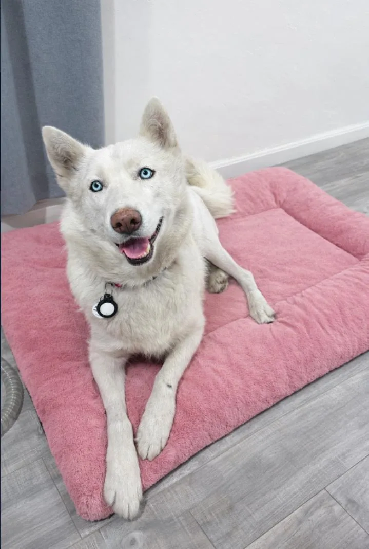 An adult large-sized female White / Cream Siberian Husky dog named Sadie for adoption in Los Angeles, CA