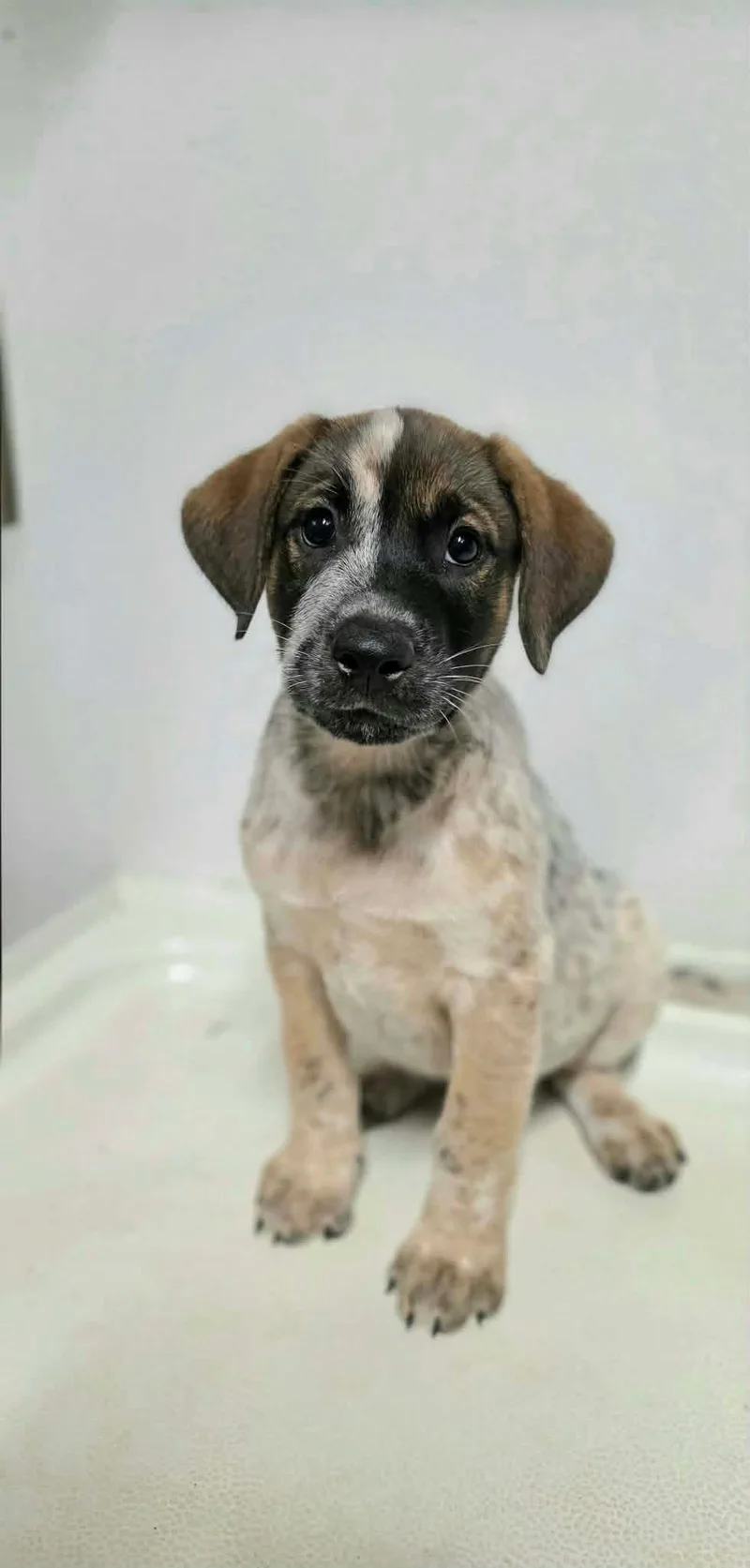 A baby medium-sized male Tricolor (Brown, Black, & White) Mixed Breed dog named Travis for adoption in BONIFAY, FL