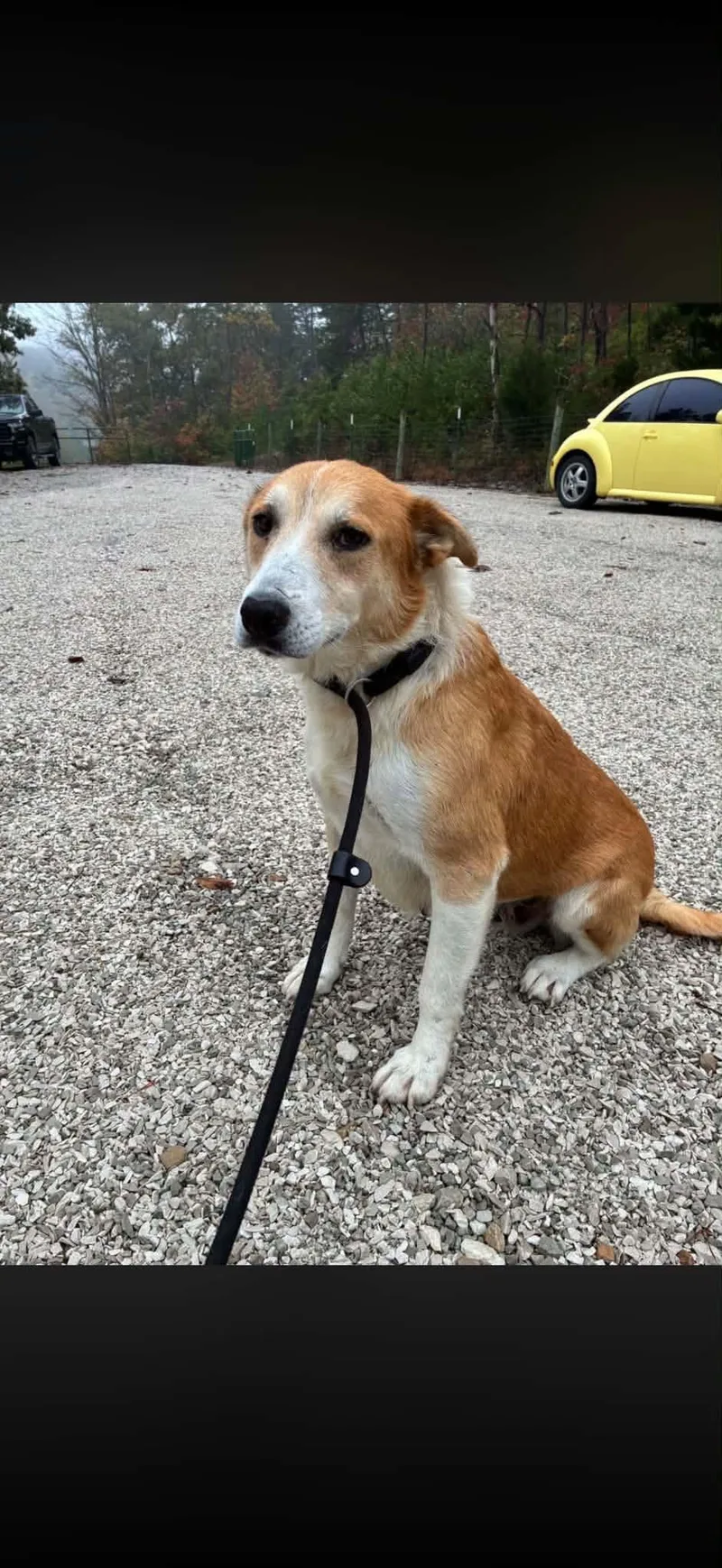 An adult medium-sized female Hound dog named Flower CS for adoption in Columbia, MD