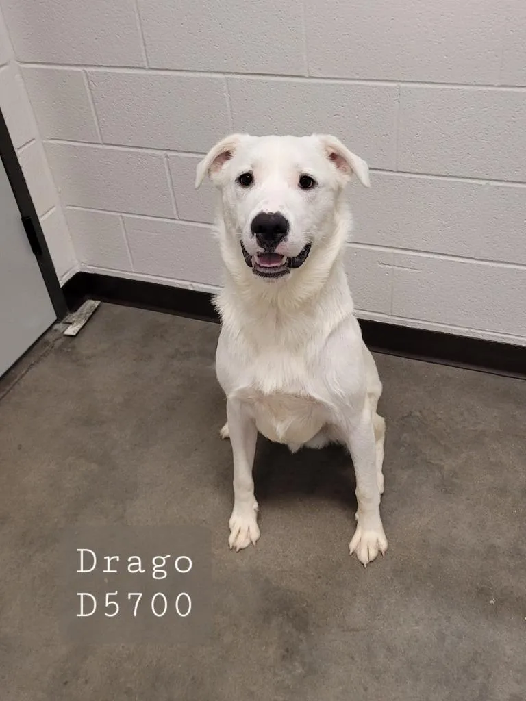 Drogo