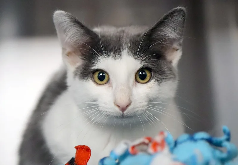 A baby medium-sized female Gray & White Domestic Short Hair cat named Lucy for adoption in Kansas City, KS