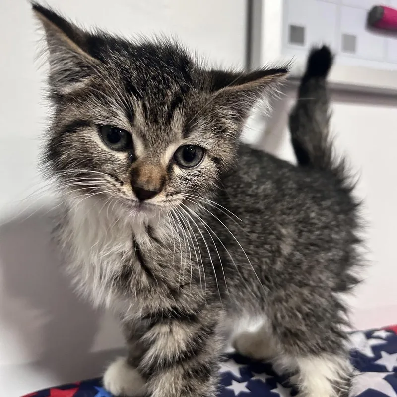 A baby small-sized male Gray / Blue / Silver Domestic Short Hair cat named Penta for adoption in Fredericksburg, VA