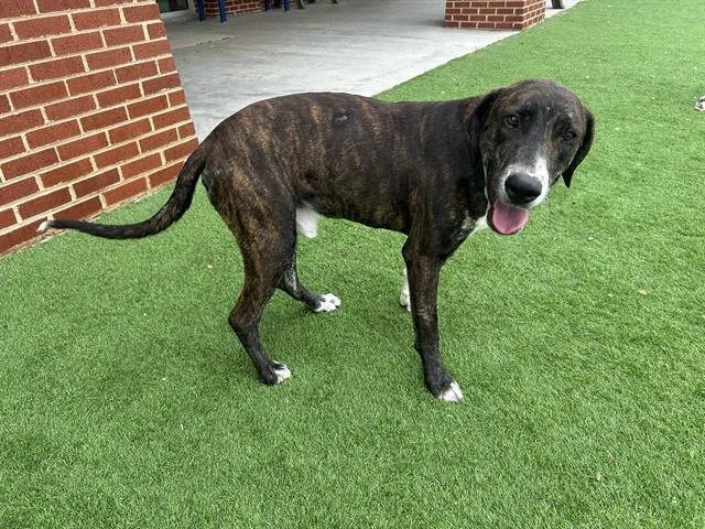 A young large-sized male Hound dog named Clyde for adoption in Grand Prairie, TX