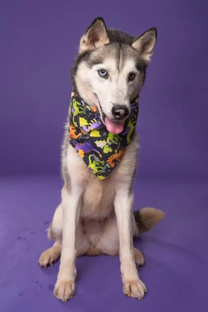 An adult medium-sized female Siberian Husky dog named Flurry for adoption in Atlanta, GA