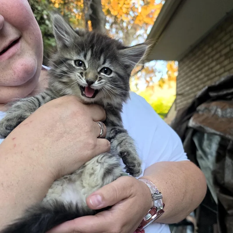 A baby small-sized female Brown / Chocolate Domestic Medium Hair cat named Galaxy for adoption in Grantsville, UT