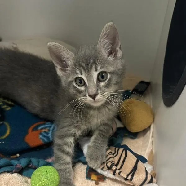 A baby small-sized male Domestic Medium Hair cat named K K Slider for adoption in Walnut Creek, CA