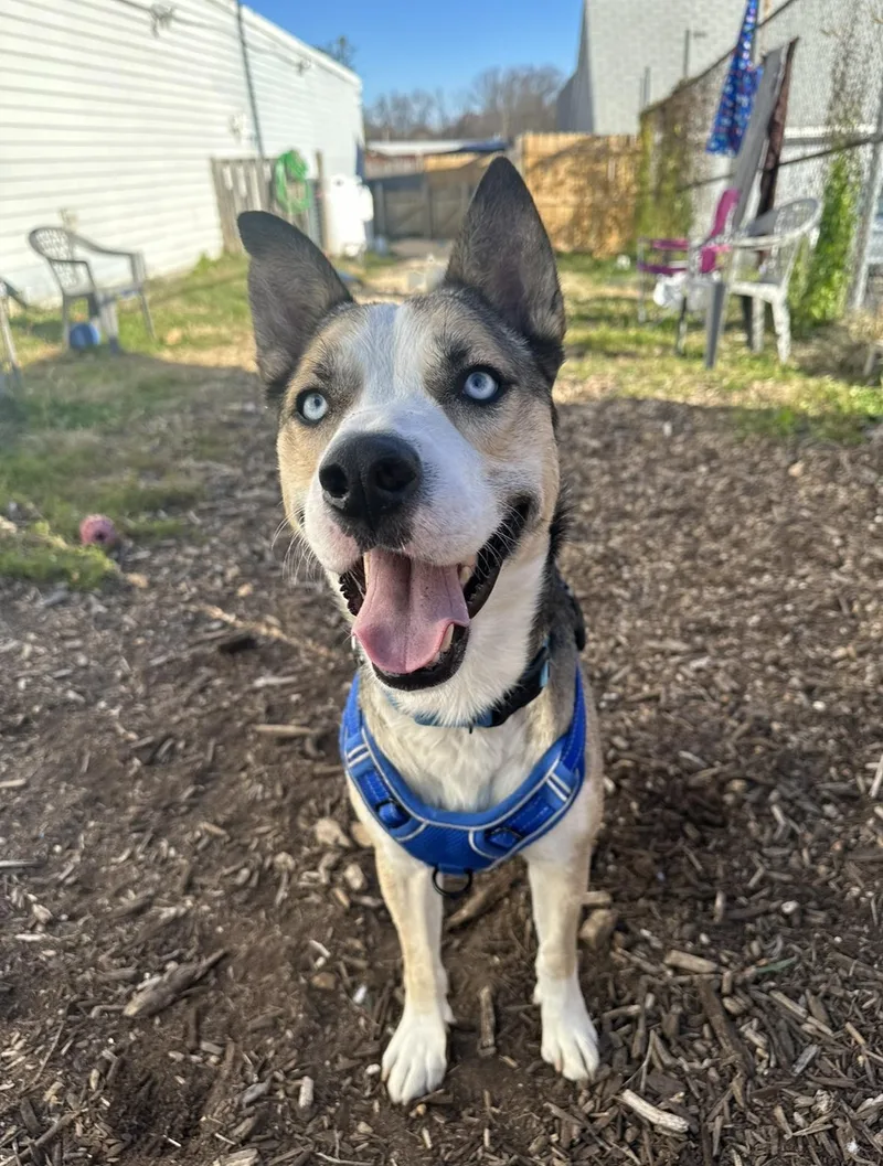 Astro