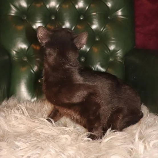 Virginia thumbnail 2