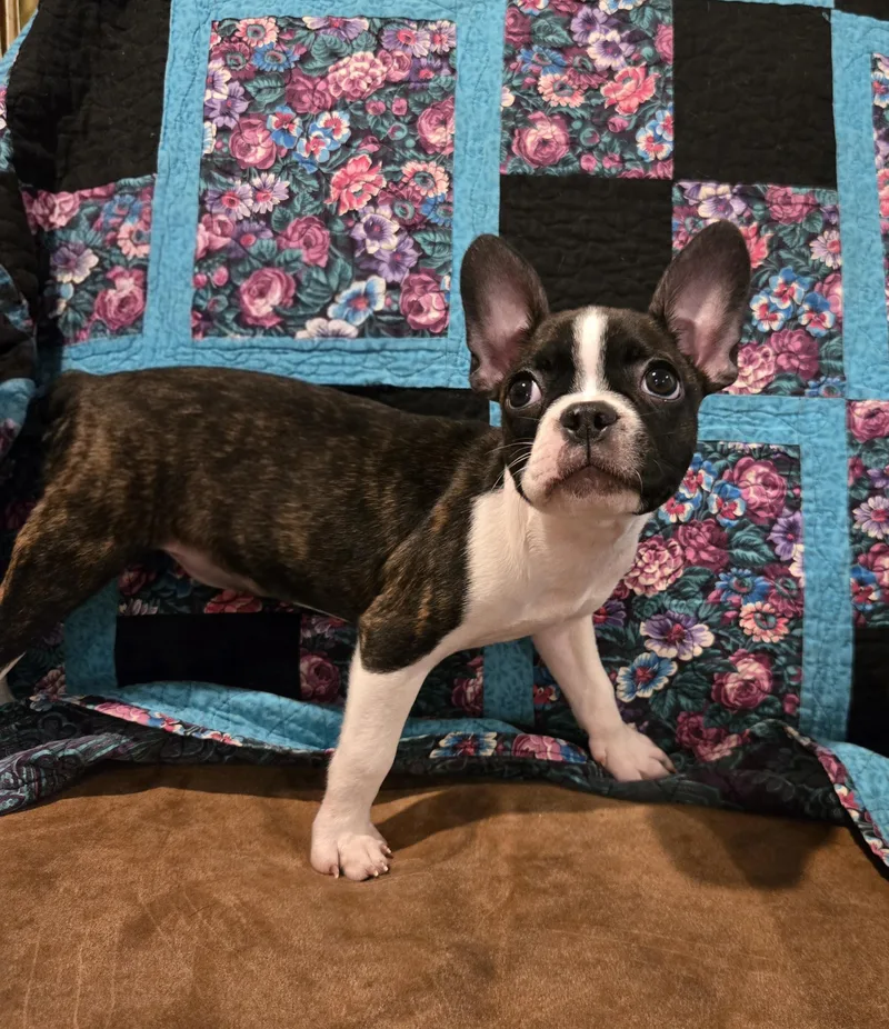 A baby small-sized female French Bulldog dog named Calamity Jane for adoption in Muskogee, OK