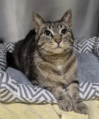 A young large-sized female Tabby (Buff / Tan / Fawn) Domestic Short Hair cat named Heather for adoption in Butte, MT